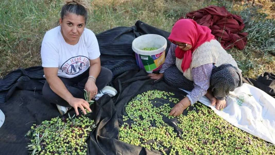 Adana’nın Asırlık Zeytin Ağaçlarında İmece Usulü Hasat Mesaisi! 7
